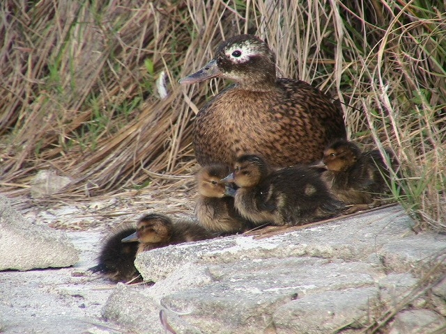 File:Laysan Duck Brood.jpg