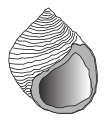 Apertural view