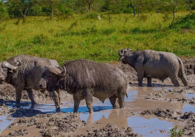 File:Buffaloes at the Lake Mburo National Park.jpg