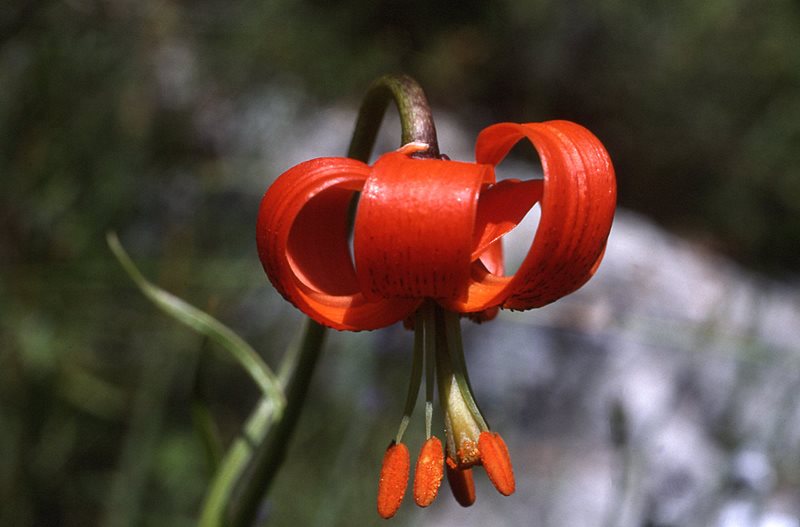 File:Lilium pomponium (Flower).jpg
