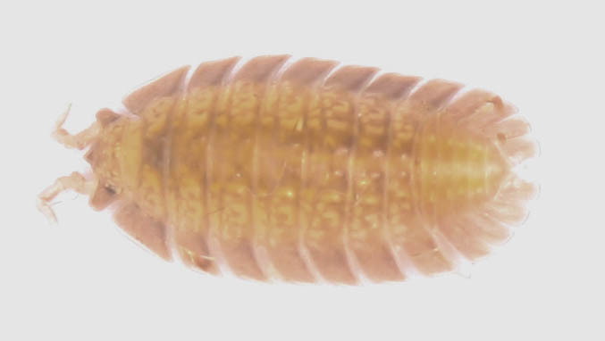 File:Armadilloniscus holmesi.jpg