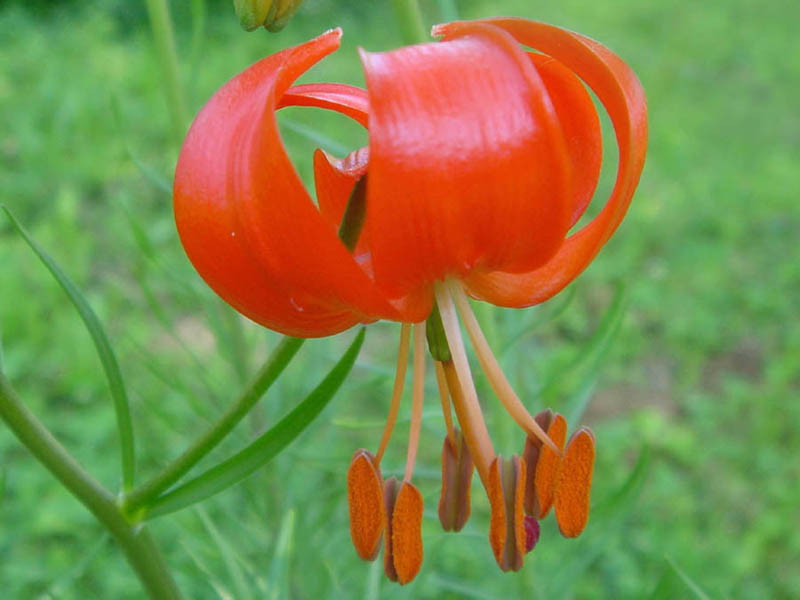 File:Lilium pumilum 1b.JPG