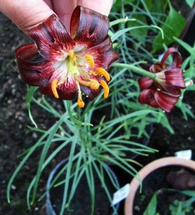 File:Lilium papilliferum (1) edit.jpg