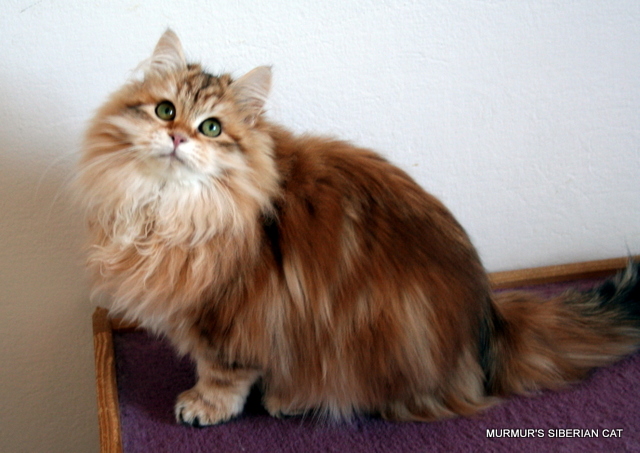 File:Murmur's Siberian Cat siberiano golden.JPG