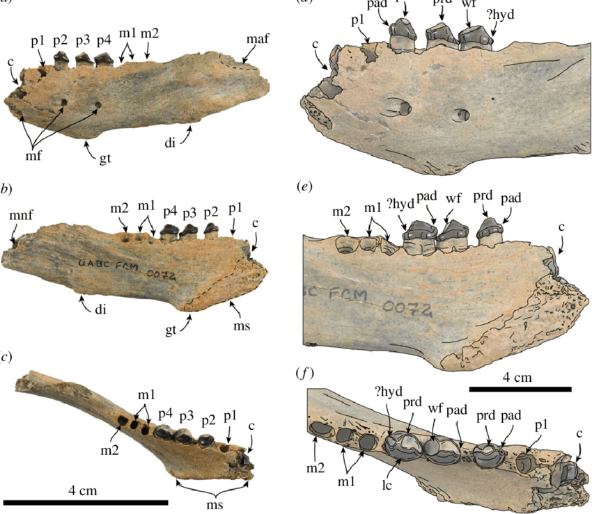 File:Nanodobenus arandai mandible.png