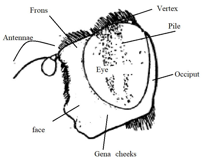 File:Eristalis head diagram.png