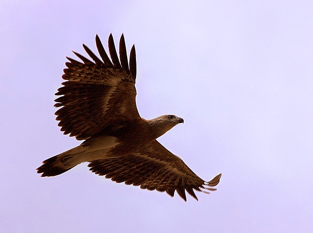 File:Lesser fish eagle.jpg
