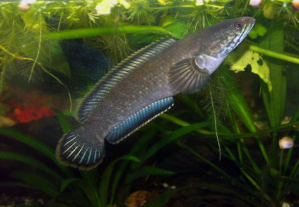 File:Channa gachua TH203 - W004.jpg