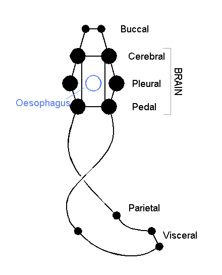 File:Gastropod nervous system.gif