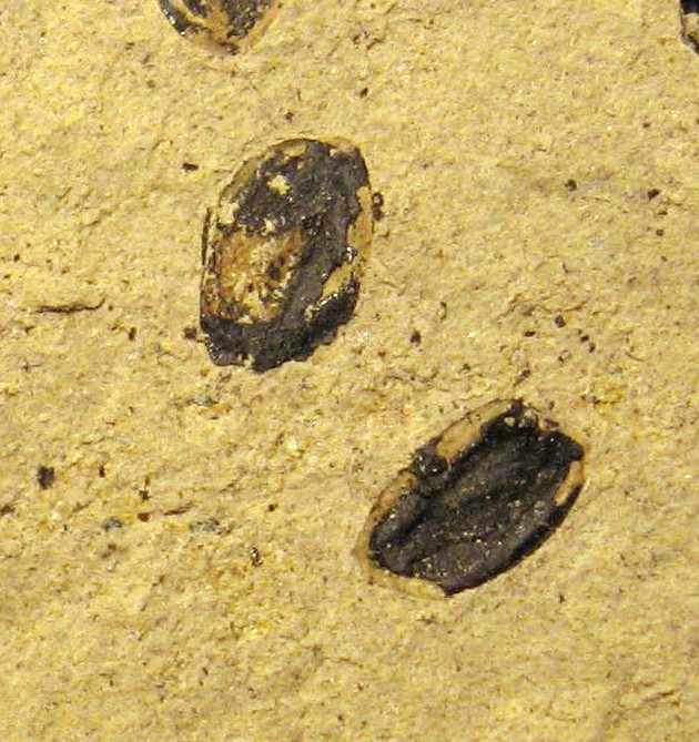File:Nuphar carlquistii seeds 01b.jpg