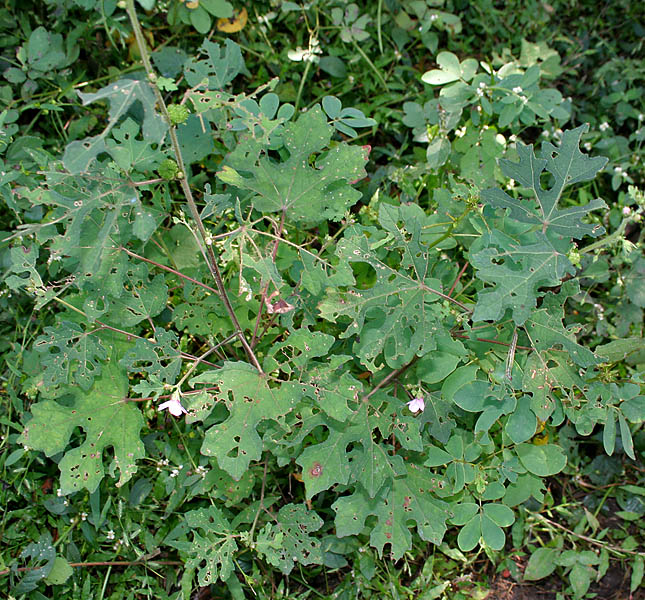 File:Urena lobata in Narshapur forest, AP W IMG 0798.jpg