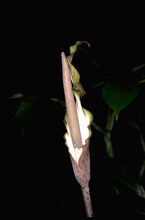 File:Amorphophallus galbra ALA2.jpg