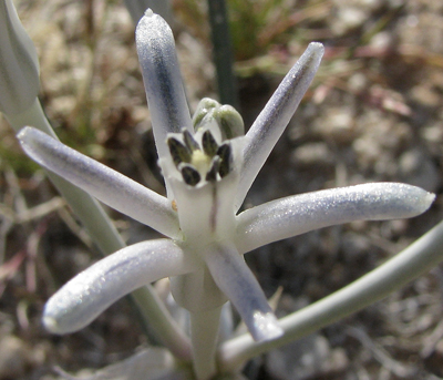 File:Androstephium breviflorum.jpg