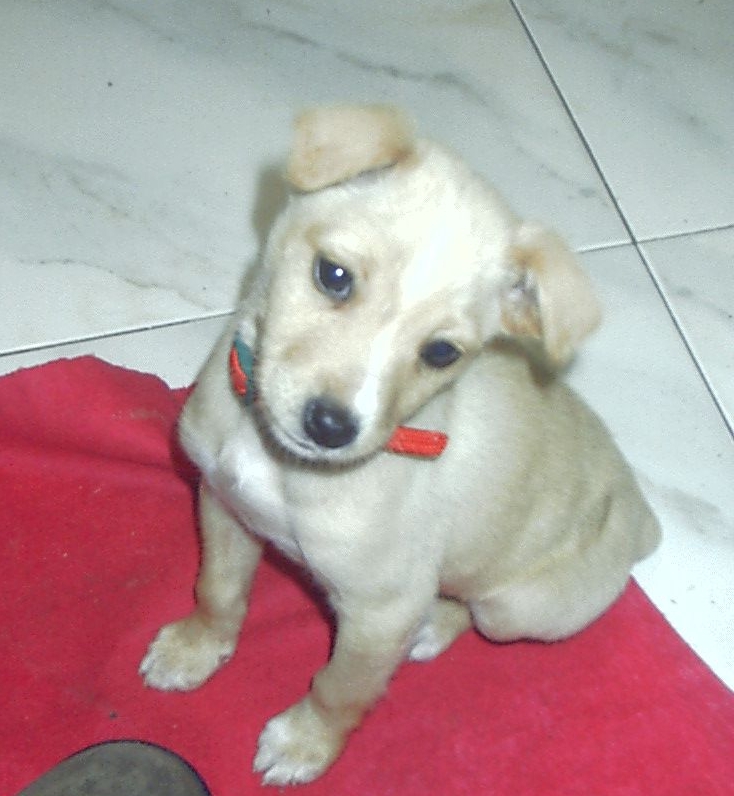 File:Basenjipuppy.jpg