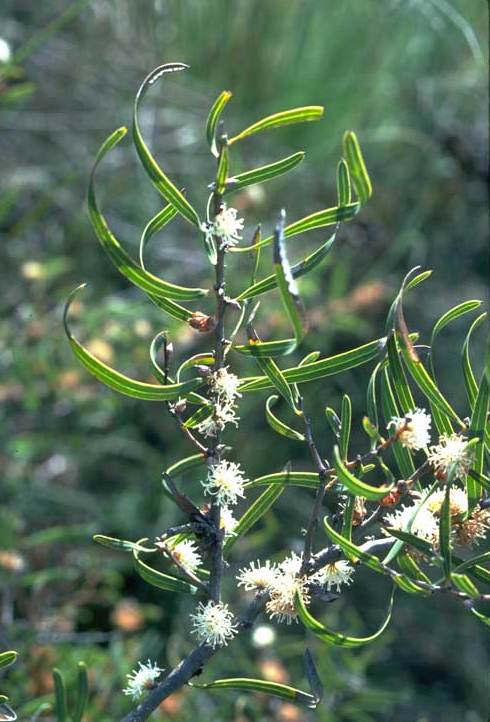 File:Hakea stenocarpa.jpg
