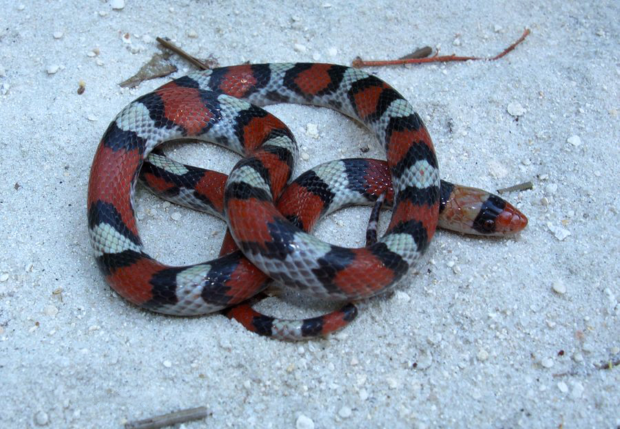 File:Northern Scarlet Snake, Cemophora coccinea copei, N. Florida.png