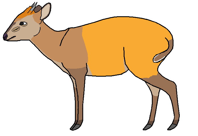 File:.צביון ווינס (Cephalophus weynsi) - איור של משתמש-מנחם.אל.png
