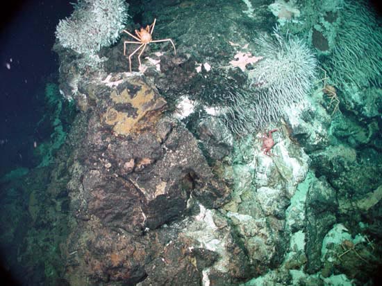 File:Explorer Ridge Zooarium chimney.jpg