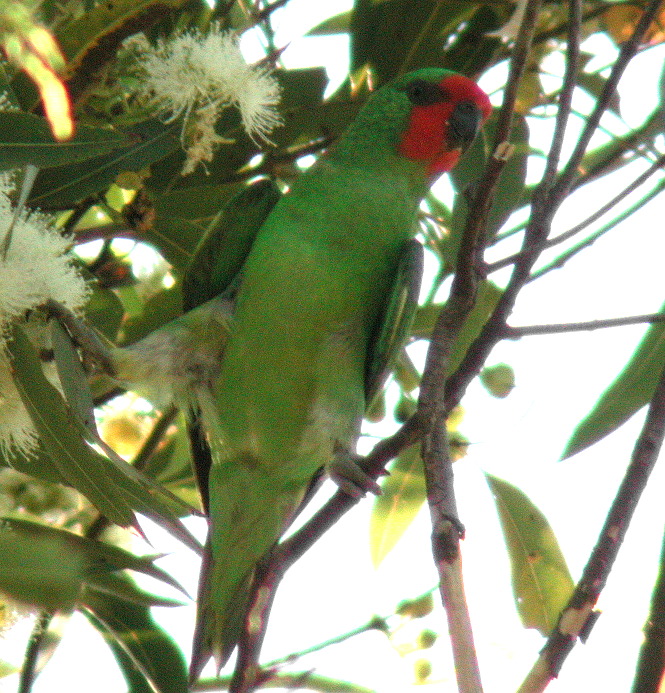 File:Little Lorikeet kobble.JPG