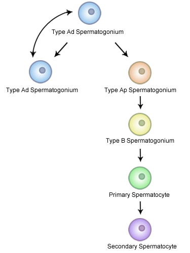 File:Spermatocytogenesis.png