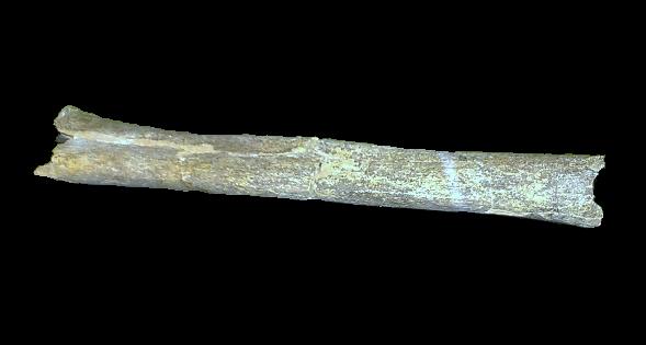 File:The Boxgrove Tibia.jpg