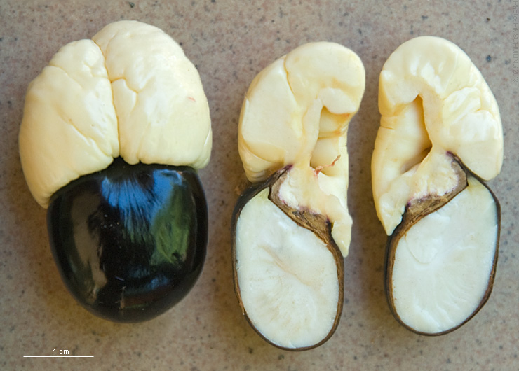 File:2013.11-411-169 Akee,seed&aril(whole,LS) Bobo-Dioulasso,BF thu14nov2013-0953h.jpg