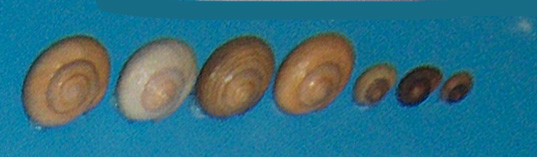 File:Littorina saxatilis001.jpg
