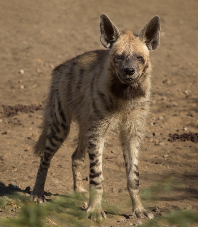 File:Striped Hyena Adult.jpg