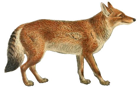 File:Dogs, jackals, wolves, and foxes (Plate VI).png