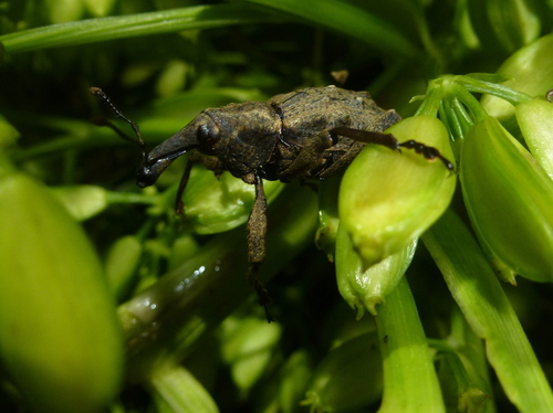 File:Spinipennis.jpg