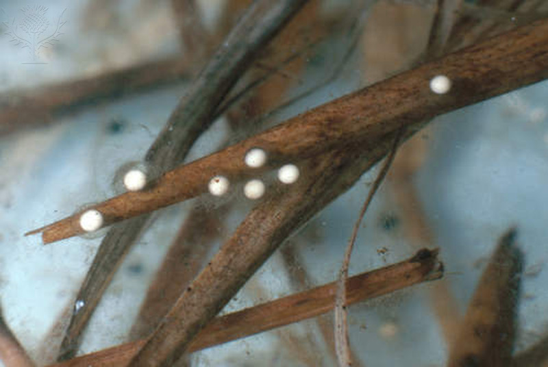 File:Spring Peeper Eggs.jpg