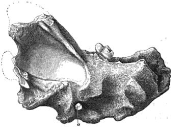 File:Britwolfjaw.jpg