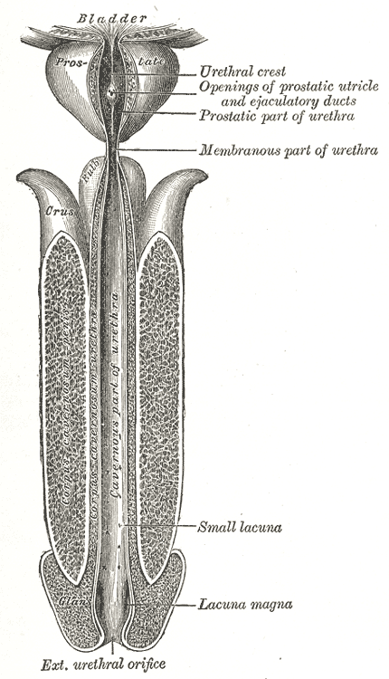 File:Gray1142.png