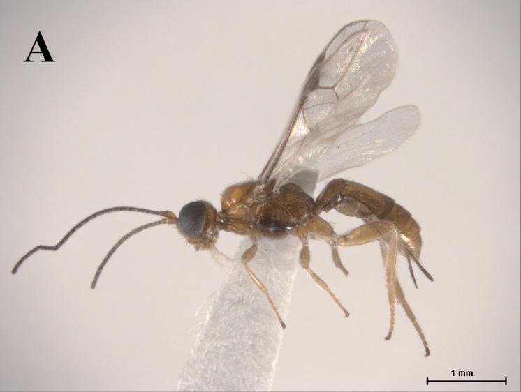 File:Lissopsius pacificus.jpg