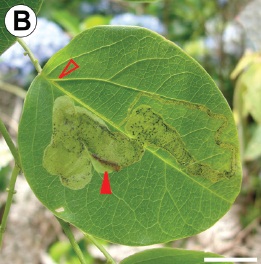 File:Spinivalva gaucha - mine on upper leaf surface.jpg