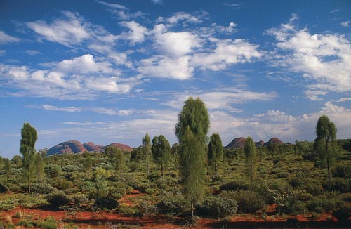 File:Desert Oaks3484.jpg