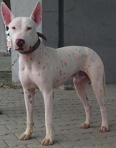 GULL_TERR_(PAKISTANI_BULL_TERRIER)
