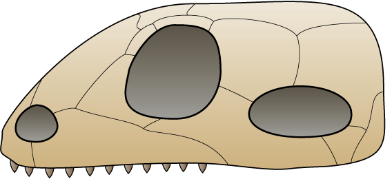 File:Skull synapsida.png