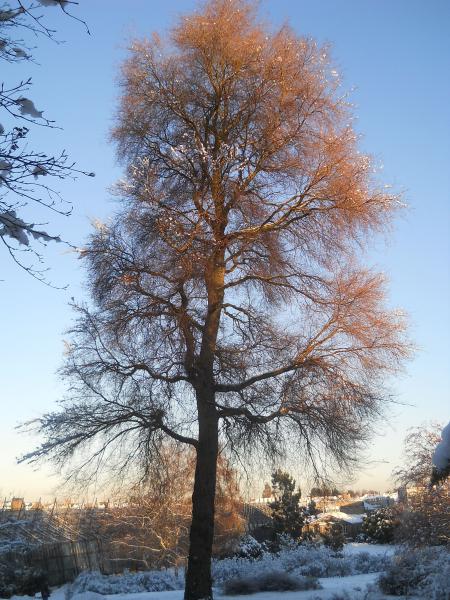 File:Ulmus minor 'Umbraculifera Gracilis' - RBGE.jpg