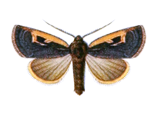 File:Xestia retracta - Hampson.png