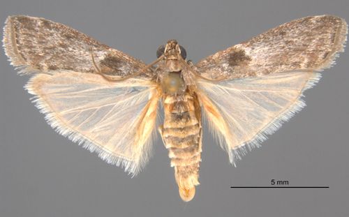 File:Fundella ignobilis.jpg