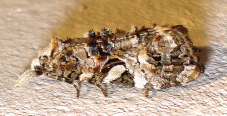 File:Phtheochroa rugosana.jpg