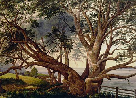 File:Pohutukawa, near the landing place below Lake Pupuke, Takapuna (1876).jpg