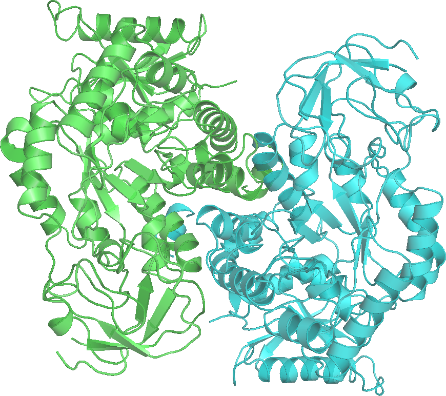 File:Pyruvate Kinase 1A3W wpmp.png