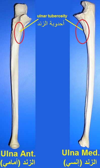 File:Ulna ant med Arabic YM.jpg