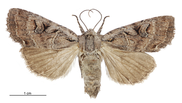 File:Graphania olivea female.jpg