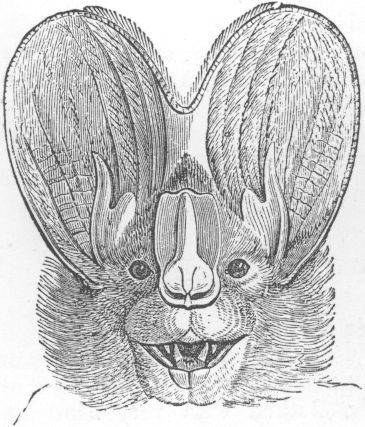 File:Megaderma lyra ras.jpg