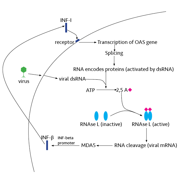 File:RNAse L Pathway new.png