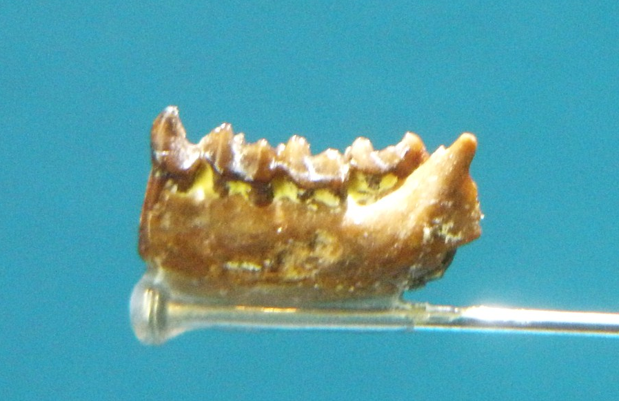 File:Teilhardina fossil cropped.png