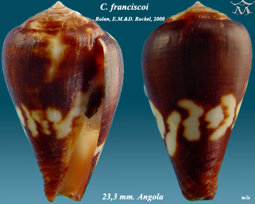 File:Conus franciscoi 2.jpg